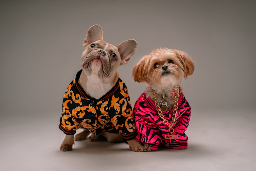 Isabella French Bulldog: The Charming New Color Trend